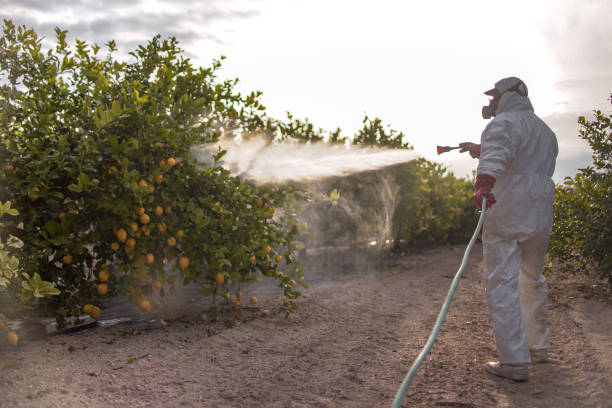 Best Flea Control Services  in Nacogdoches, TX