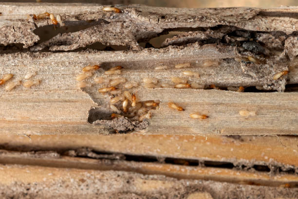 Best Termite Control Services  in Nacogdoches, TX